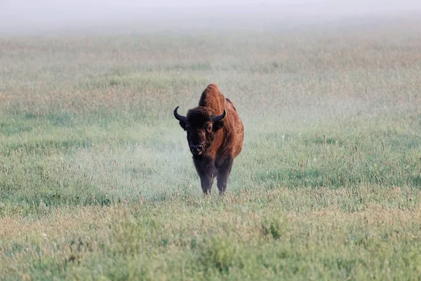 Európai bölény bika (Bison bonasus) réten kora reggel és köd. — Stock Fotó