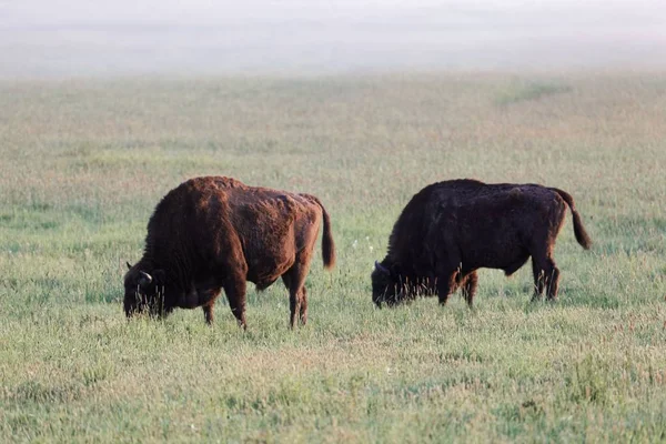 Vadon élő európai bölény bikák (Bison bonasus) réten a Bialowieza nemzeti parkban Lengyelországban. — Stock Fotó