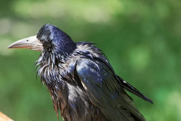 Ладья (Corvus Frugilegus ) — стоковое фото