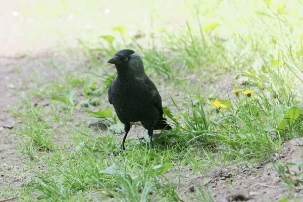 Western jackdaw (Coloeus monedula) on a meadow — Stock Photo, Image