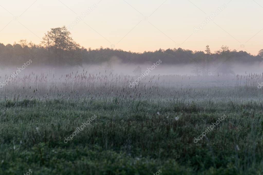 Landscape in the Bialowieza National Park in Poland at the early morning
