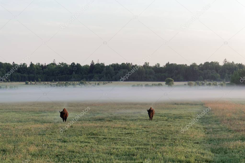 Pair of wild European bison bulls (Bison bonasus) on meadow in the Bialowieza National Park in Poland.