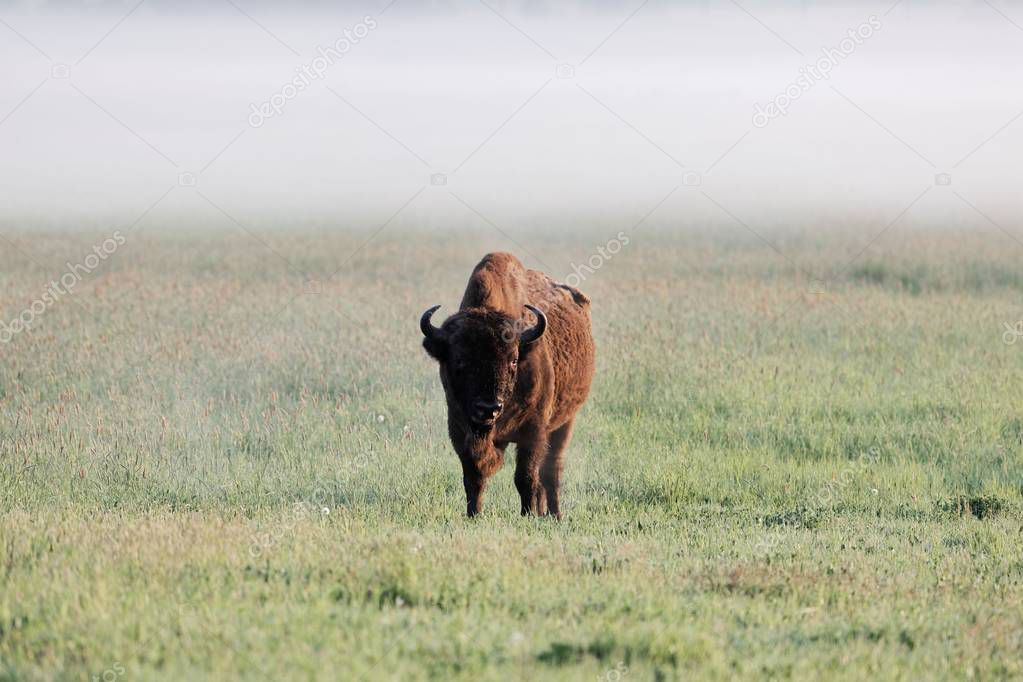 European bison bull (Bison bonasus) on meadow in the early morning and with fog.