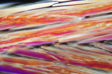 Mikroskop altında beyaz şarap, Pinot gris.