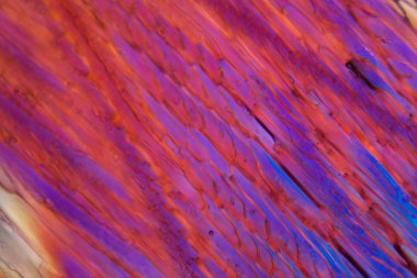 Mikroskop altında kırmızı şarap, Merlot.