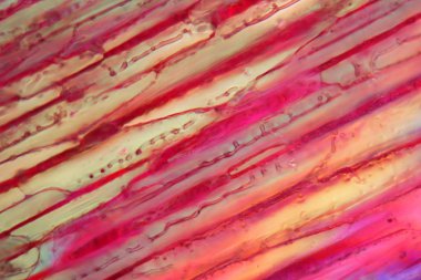 Mikroskop altında kırmızı şarap, Tempranillo.