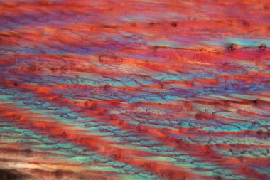 Mikroskop altında kırmızı şarap, Pinot Noir Precoce.