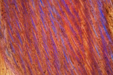 Mikroskop altında kırmızı şarap, Pinot Noir Precoce.