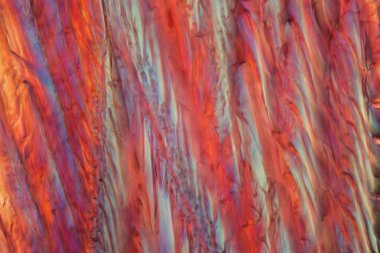 Mikroskop altında kırmızı şarap, Pinot Noir Precoce.