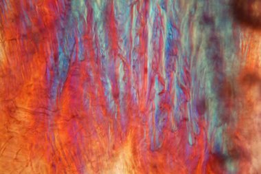 Mikroskop altında kırmızı şarap, Pinot Noir Precoce.