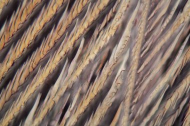 Mikroskop altında kırmızı şarap, Pinot Noir Precoce.