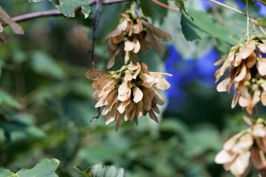 Çınar akçaağaç meyveleri (Acer pseudoplatanus)