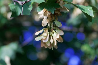 Çınar akçaağaç meyveleri (Acer pseudoplatanus)