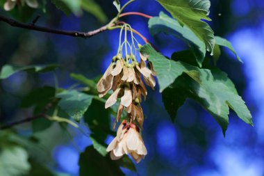Çınar akçaağaç meyveleri (Acer pseudoplatanus)