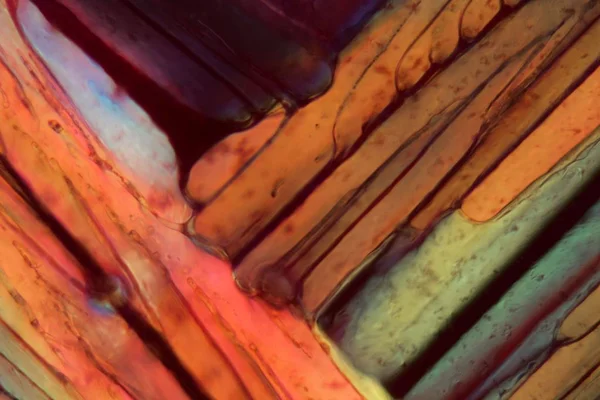 Красное вино под микроскопом, Шираз . — стоковое фото