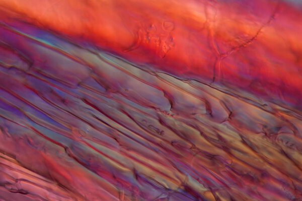Red wine under a microscope, Zinfandel
