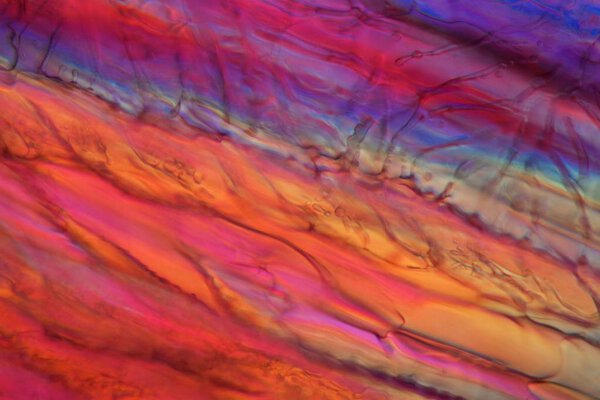 Red wine under a microscope, Zinfandel