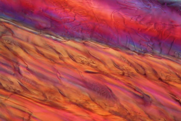 Red wine under a microscope, Zinfandel — Stock Photo, Image