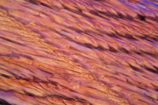 Red wine under a microscope, Merlot. — Stock Photo, Image