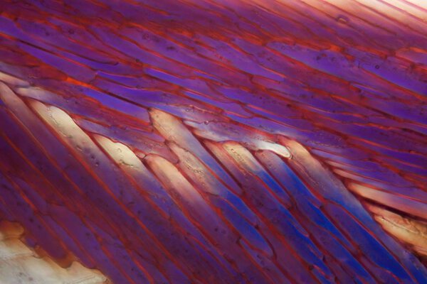 Red wine under a microscope, Cabernet Sauvignon