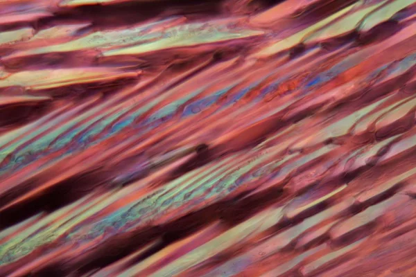 Mikroskop altında kırmızı şarap, Cabernet Sauvignon — Stok fotoğraf