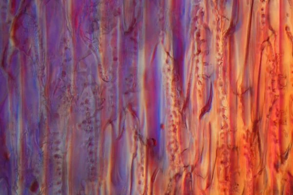 Красное вино под микроскопом, Пино нуар . — стоковое фото