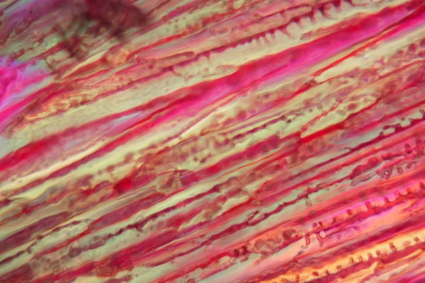 Rode wijn onder een Microscoop, Tempranillo. — Stockfoto