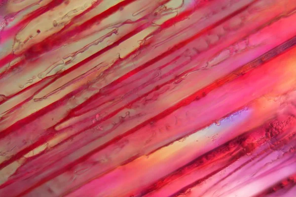 Mikroskop altında kırmızı şarap, Tempranillo. — Stok fotoğraf