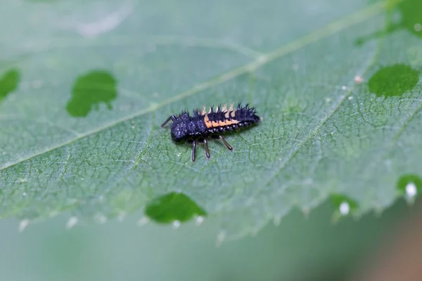 Larva de um besouro asiático (Harmonia axyridis ) — Fotografia de Stock