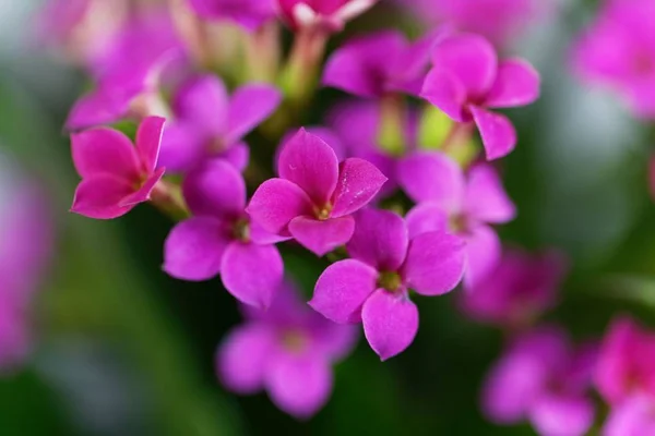 Różowy Flaming Katy (Kalanchoe Blossfeldiana) — Zdjęcie stockowe