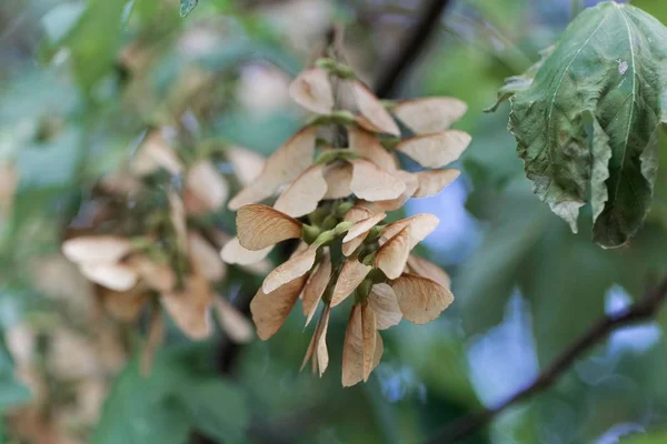 Fruits de l'érable sycomore (Acer pseudoplatanus ) — Photo