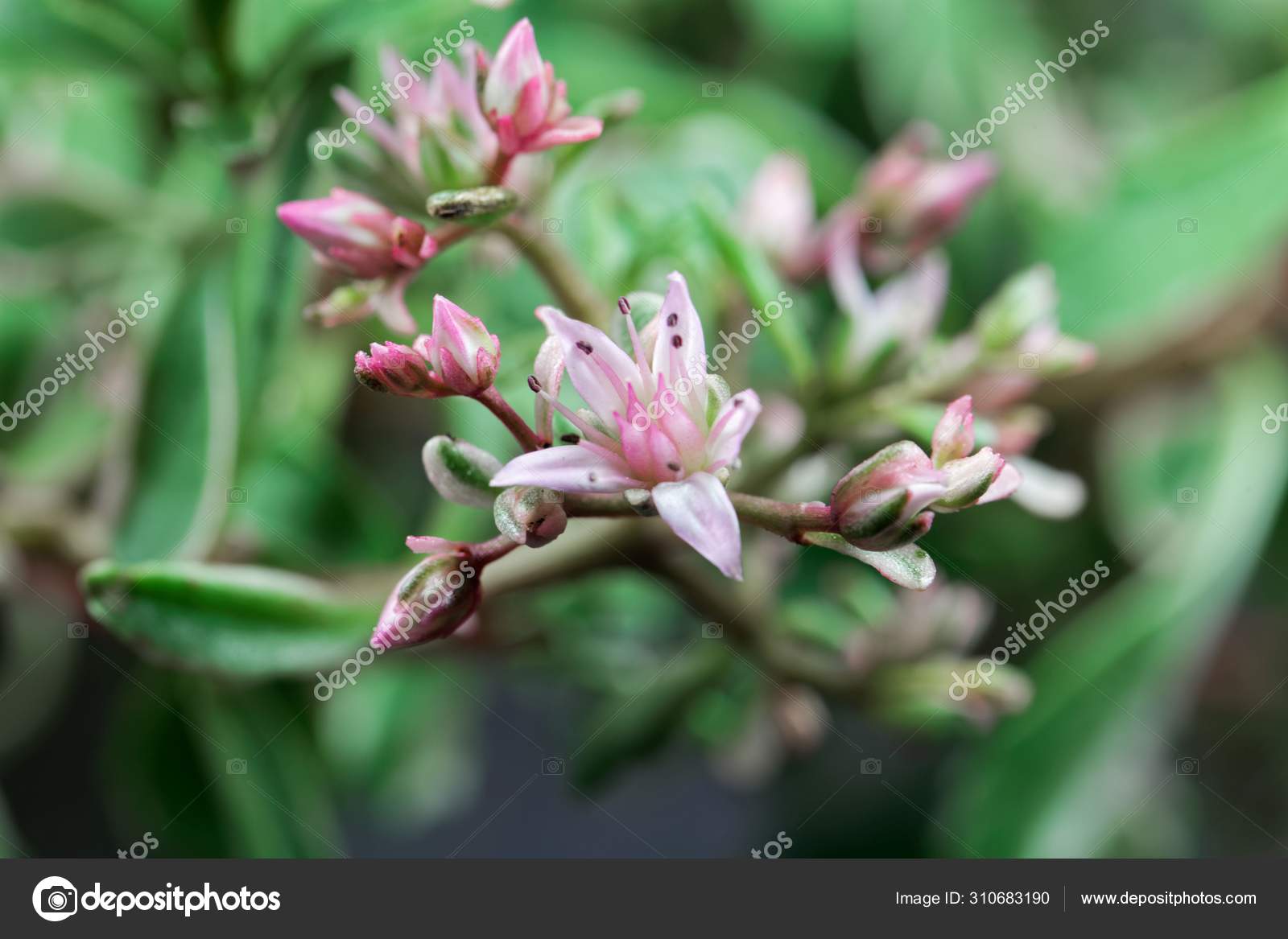 67 Caucasian Stonecrop Stock Photos Images Download Caucasian Stonecrop Pictures On Depositphotos 67 Caucasian Stonecrop Stock Photos Images Download Caucasian Stonecrop Pictures On Depositphotos