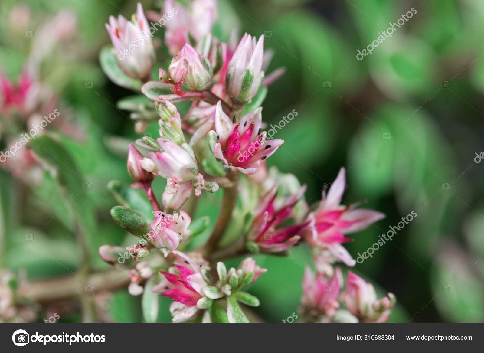 67 Caucasian Stonecrop Stock Photos Images Download Caucasian Stonecrop Pictures On Depositphotos 67 Caucasian Stonecrop Stock Photos Images Download Caucasian Stonecrop Pictures On Depositphotos
