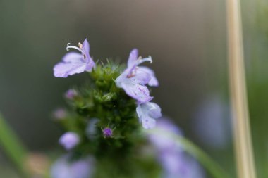 Savory Satureja spicigera çiçeği.