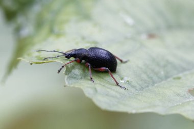 Burun böceği Otiorhynchus coecus, yeşil bir yaprak üzerinde.