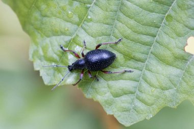 Burun böceği Otiorhynchus coecus, yeşil bir yaprak üzerinde. 