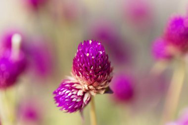 Dünya çiçeği amaranth (Gomphrena globosa)