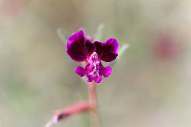 Mavi waxweed (Cuphea viscosissima)