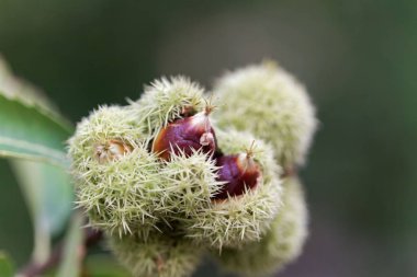 Bir Amerikan chinquapin meyveleri (Castanea pumila). 