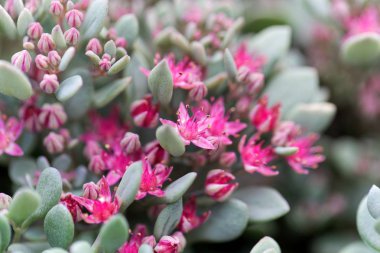 Hylotelephium sieboldii çiçeği