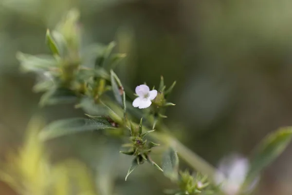 Flower of the Savory Satureja spicigera.