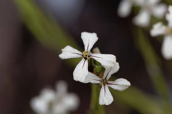 Flor de una rúcula (Eruca sativa ) —  Fotos de Stock