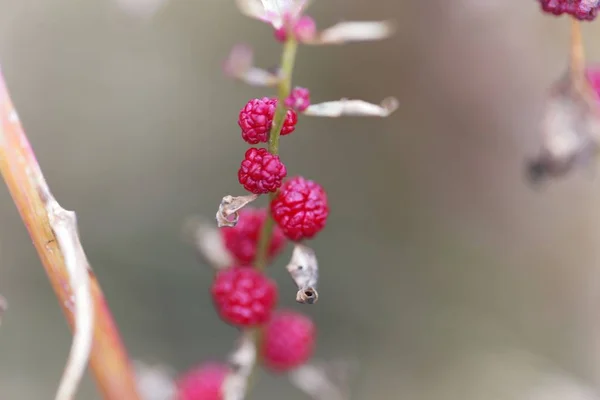 Berry of a leafy goosefoot plant (Blitum virgatum) — Stock Photo, Image
