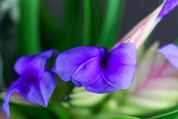 핑크 퀼의 꽃(틸란시아 시안)) — 스톡 사진