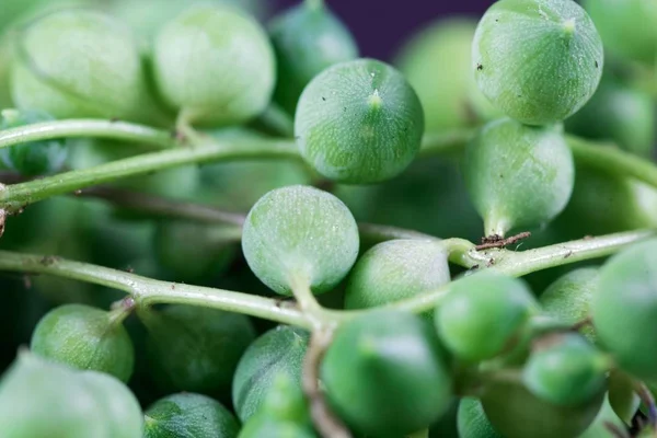 Bladen av den saftiga växten Senecio rowleyanus — Stockfoto