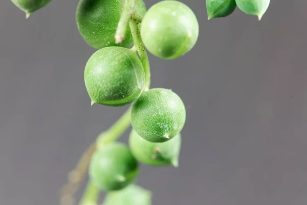 Hojas de la planta suculenta Senecio rowleyanus —  Fotos de Stock