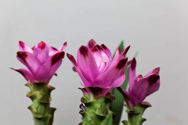 Curcuma blommor (Curcuma alismatifolia) — Stockfoto