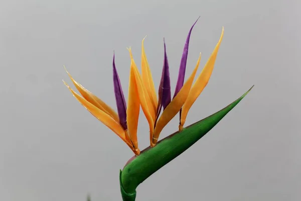 Flor de grulla (Strelitzia reginae ) — Foto de Stock