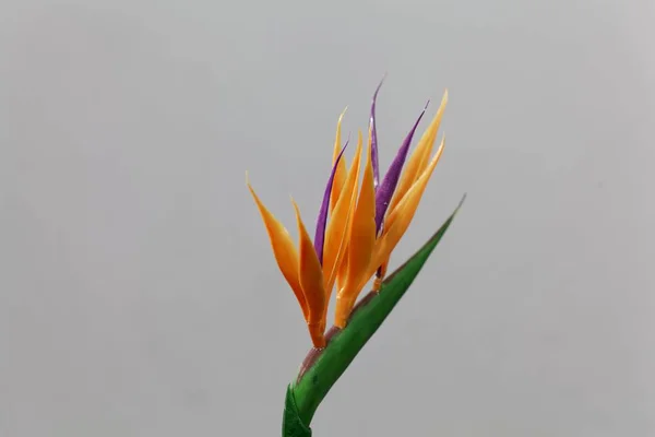 Flor de grulla (Strelitzia reginae ) — Foto de Stock