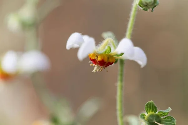 Kwiat pokrzywy NASA triphylla — Zdjęcie stockowe